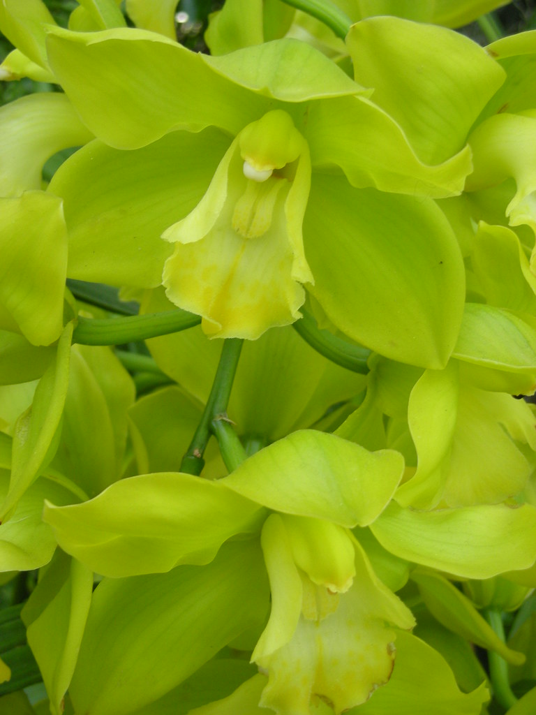Green cymbidium orchid Cymbidium (Sussex Dawn x Via Verde … Flickr