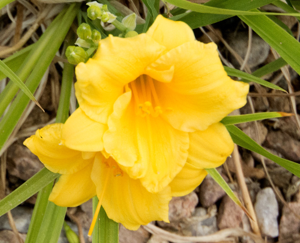 Daylilies Albuquerque NM Plants from a front yard in Albuq… Flickr
