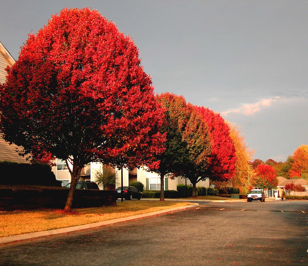 Autumn At Shadowbrook Apts, Easley Thom Wood Flickr
