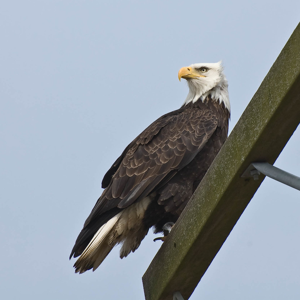 Bald Eagle Delta, BC y.l. Flickr