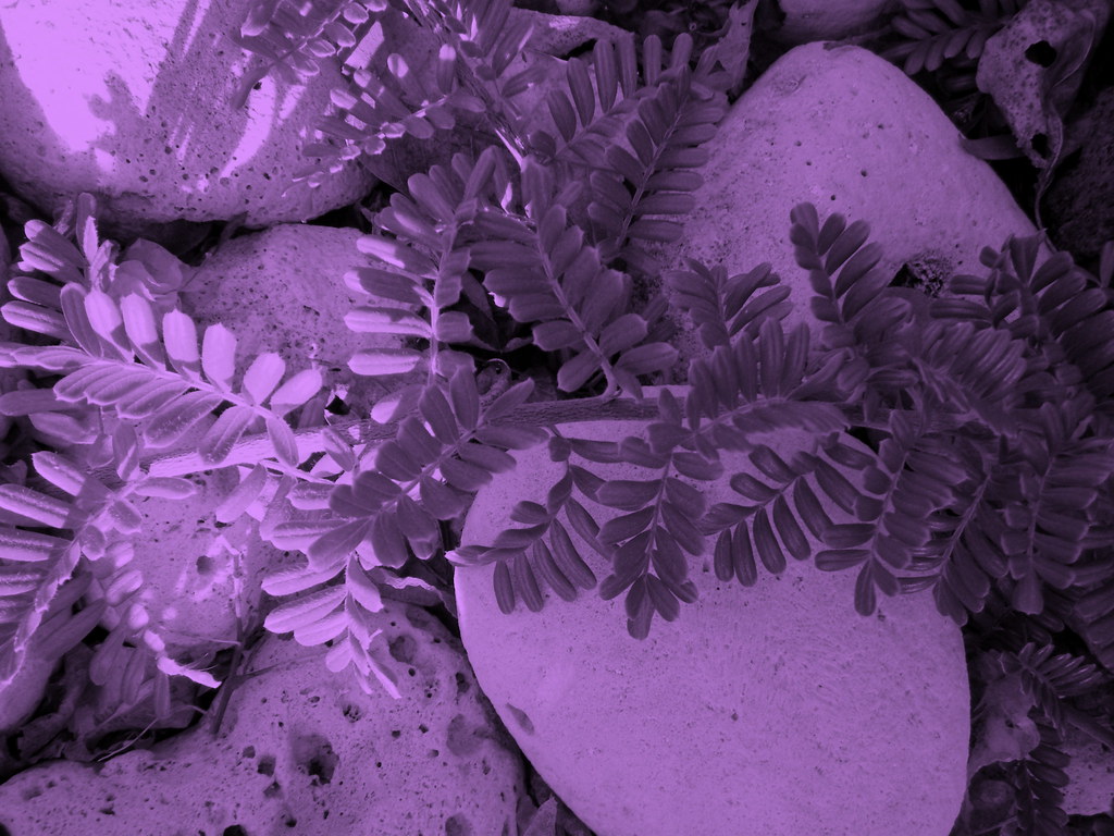 Purple Light to Dark Rosa Say Flickr