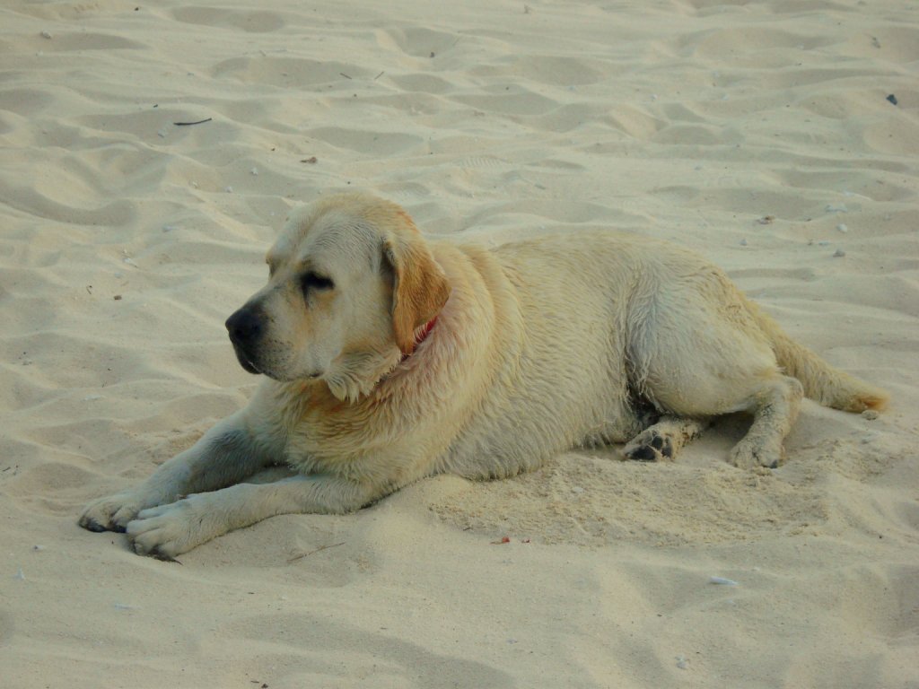 Hotel Bora Bora Dog visitor a photo on Flickriver