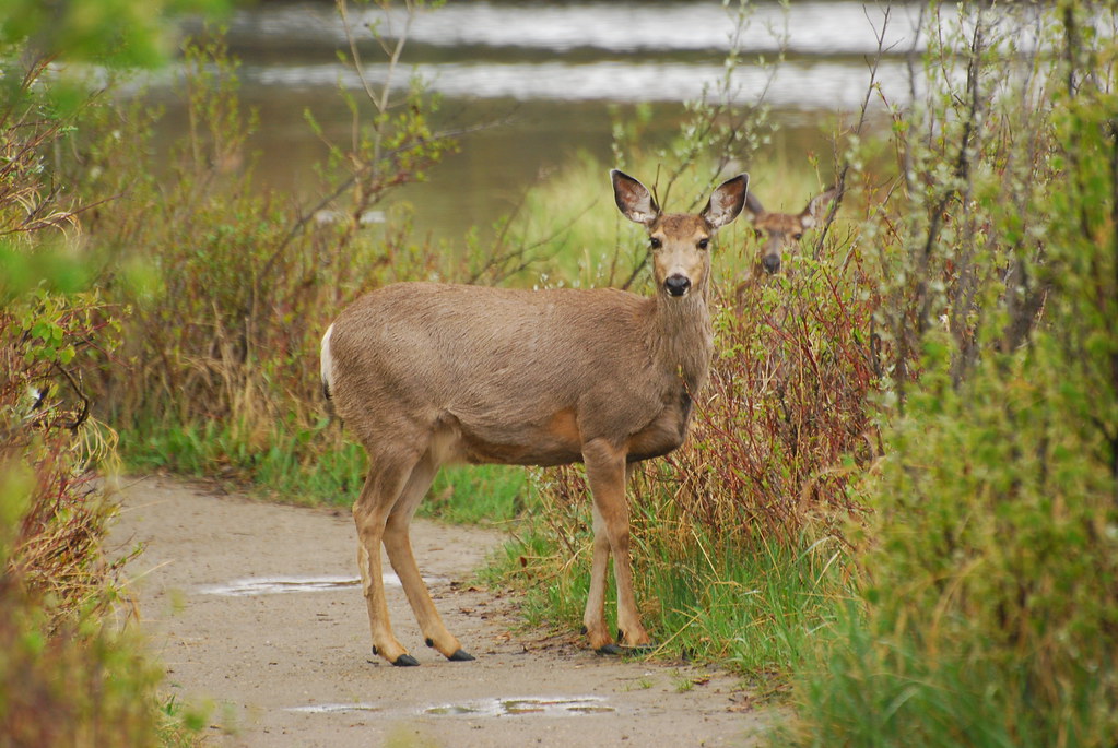 Deer in Inglewood Bird Sanctuary DSC_0694 Ron Kube Flickr