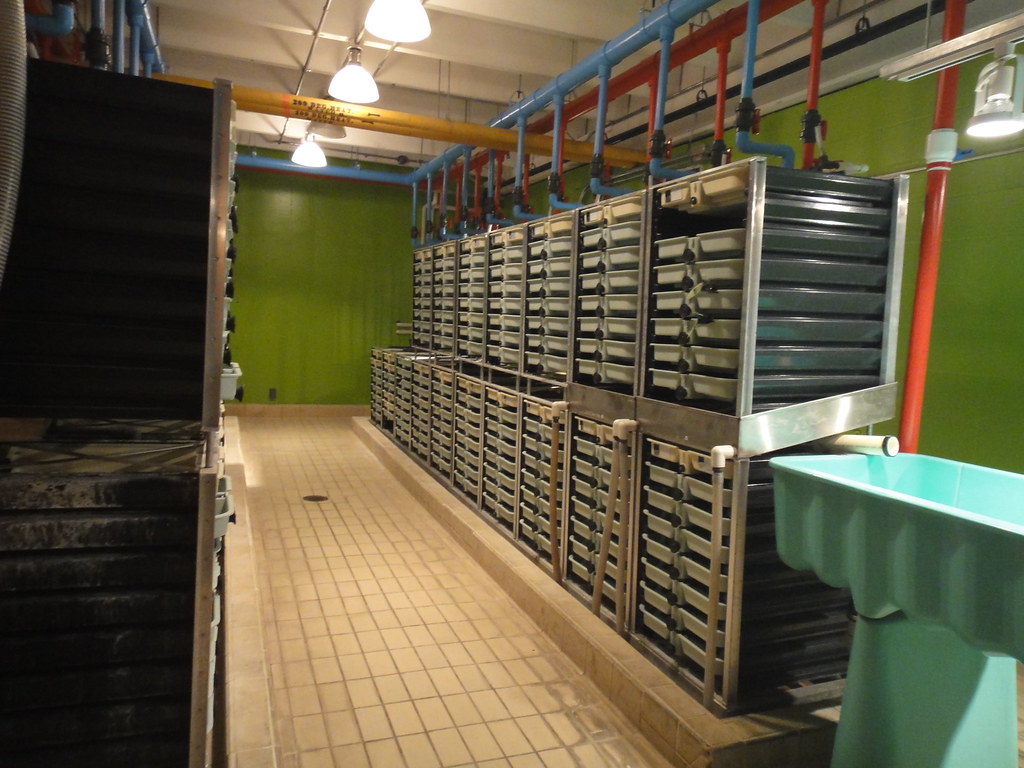 Sam Livingston Fish Hatchery Incubation Room Bow Habitat… Calgary Reviews Flickr