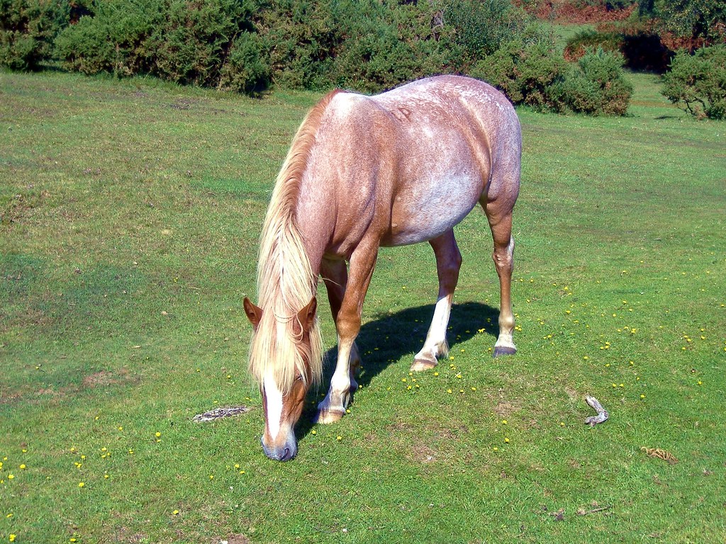 Strawberry Roan 1 New Forest Pony_114 New Forest National… Flickr
