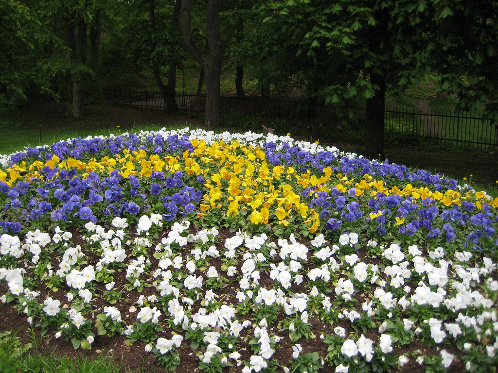 Swedish flowers Uppsala2008 Oscar W Flickr