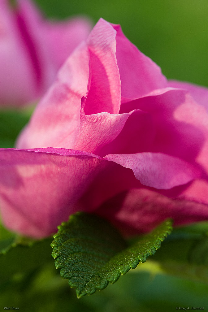 Wild Rose, Acadia National Park There are many wild roses … Flickr