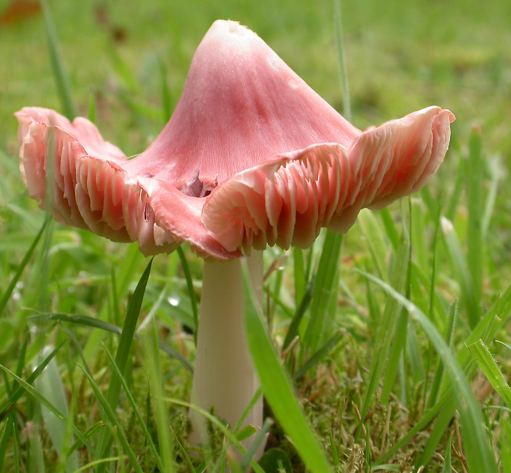 Pink Waxcap (Hygrocybe calyptriformis). I am fortunate to … Flickr