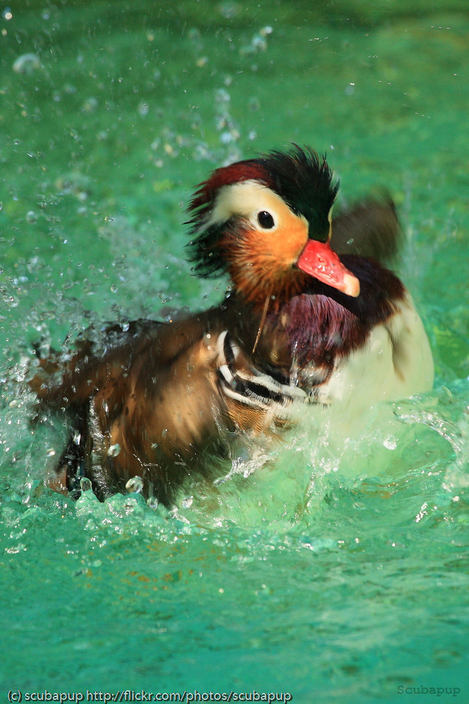 mandarin duck bath play time fun watching this guy whirl a… Flickr