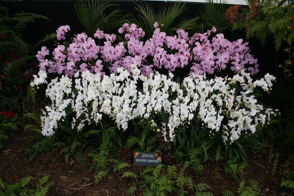 Auckland Flower Show 23 Orchids Pablo Garbarino Flickr