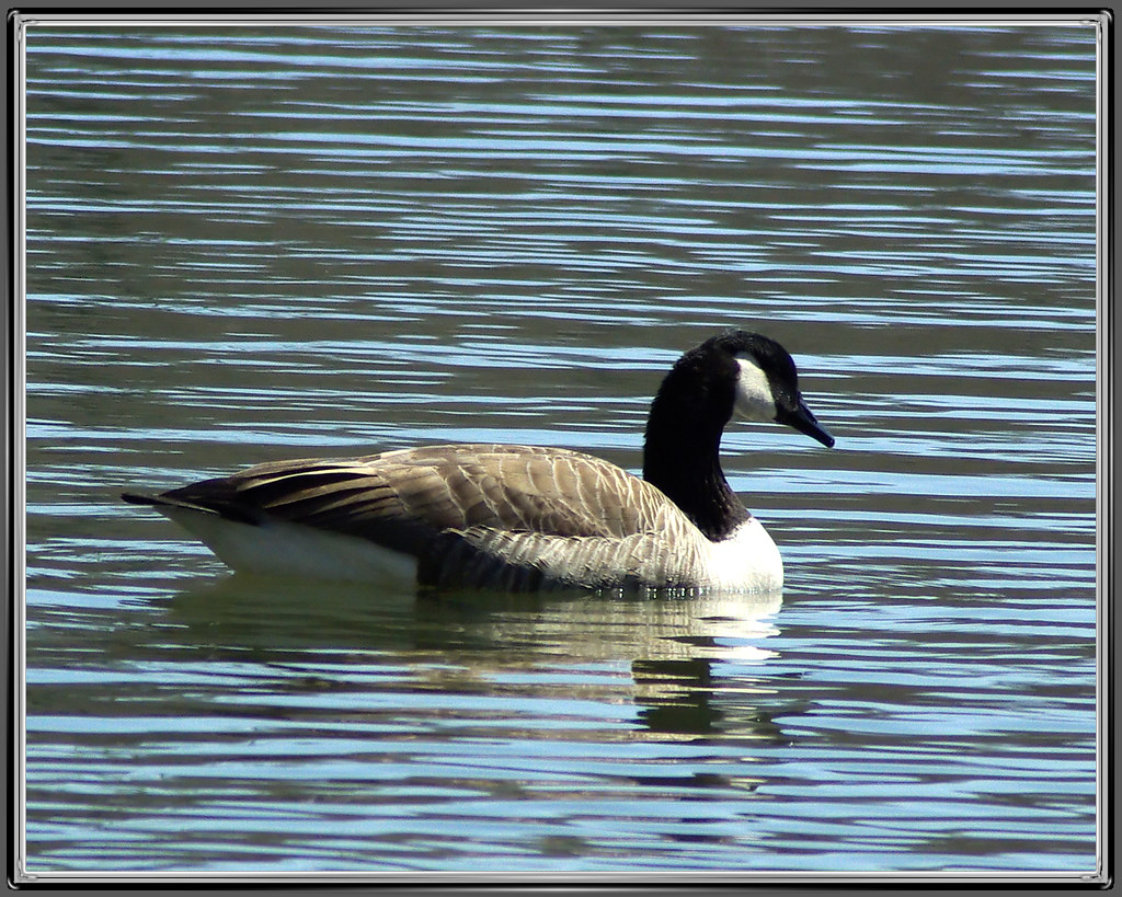 Canada Goose Canada Goose Fannie Stebbins Wildlife Refuge … Flickr