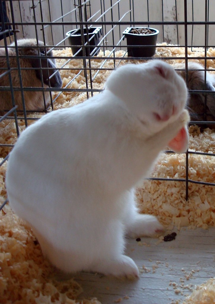 Wash Your Ears This rabbit at the Brooklyn Fair in Brookly… Flickr
