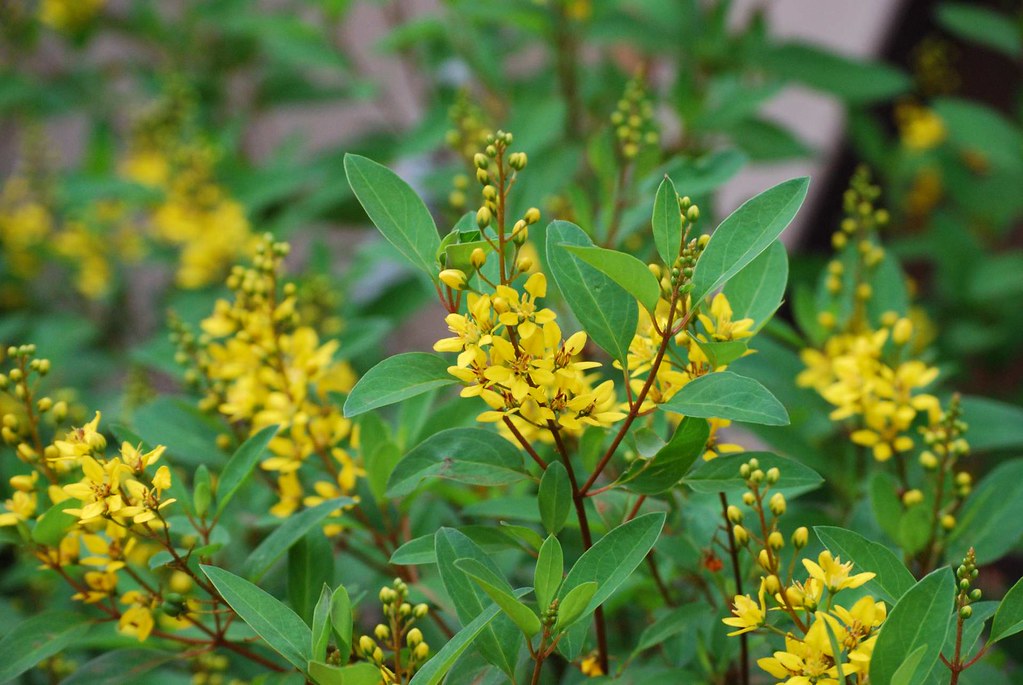 Ghana flowers Yellow flowers, taken in Ghana outside my … Flickr