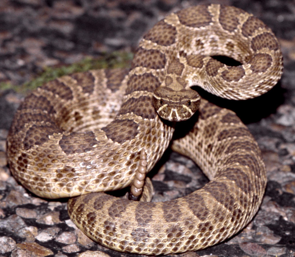 Prairie Rattlesnake, north Texas a photo on Flickriver