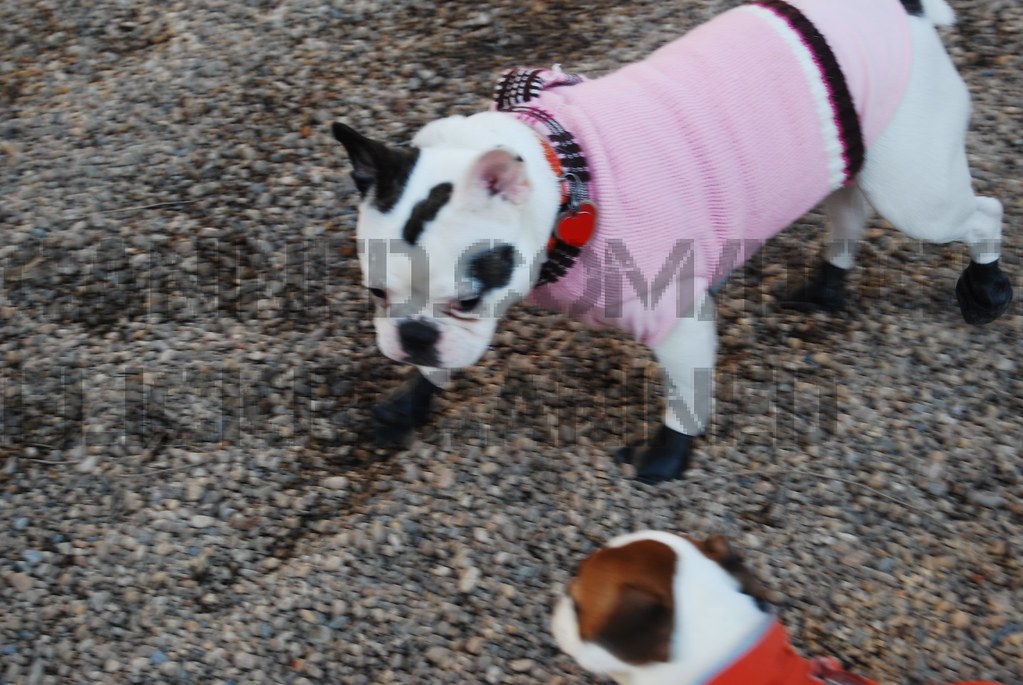 french bulldog wears dogs clothes & booties Flickr
