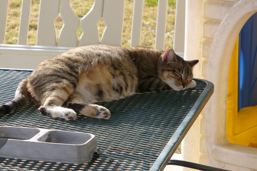 really pregnant cat Rick Kimpel Flickr