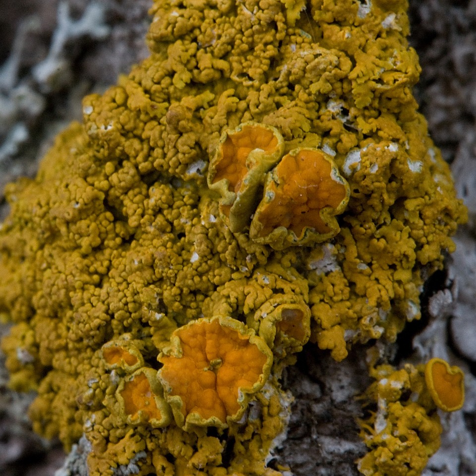 Fungus yellow Yellow fungus Mary Sue Smith Flickr