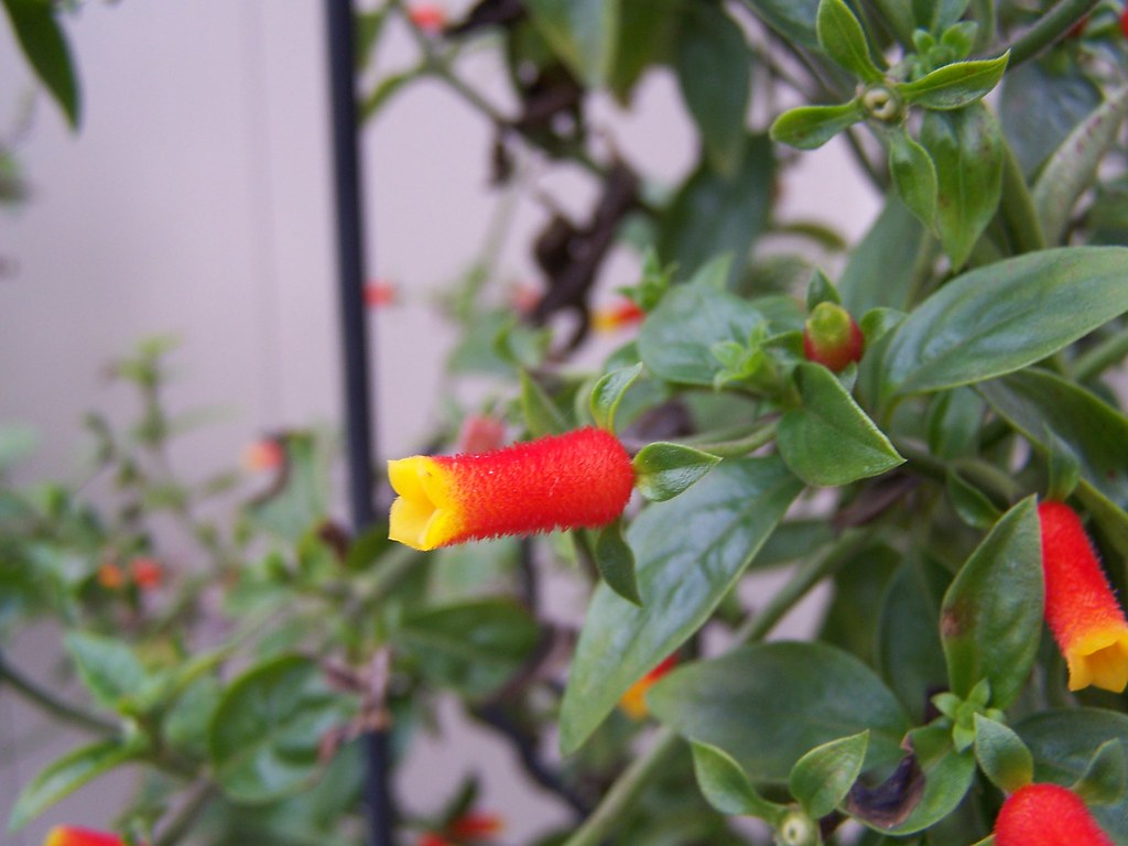 Our Candy Corn Vine is still blooming like crazy.... Flickr
