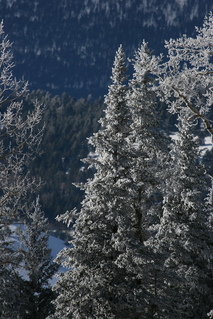 Flagstaff Christmas 2008 Flickr