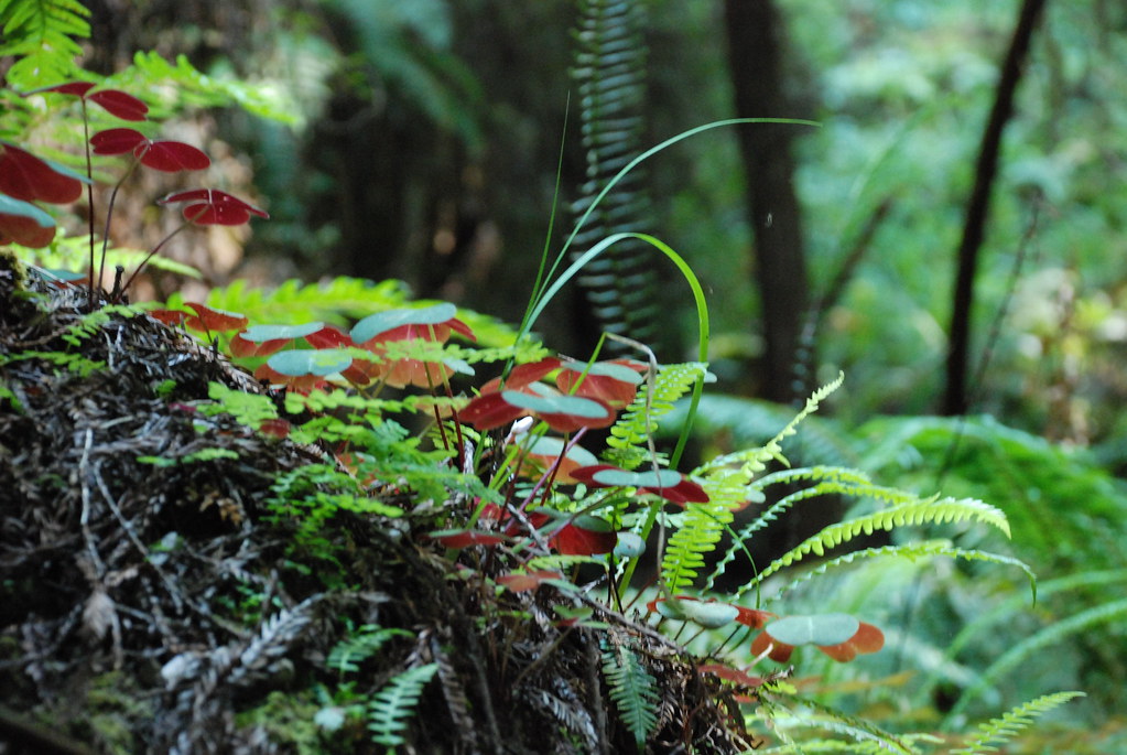 redwood sorrel redwood sorrel old Star Hotel Flickr