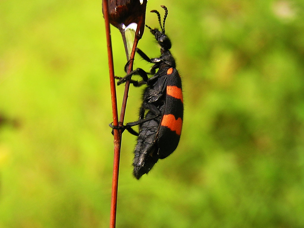 Climber Several of this colourful species were climbing up… Flickr