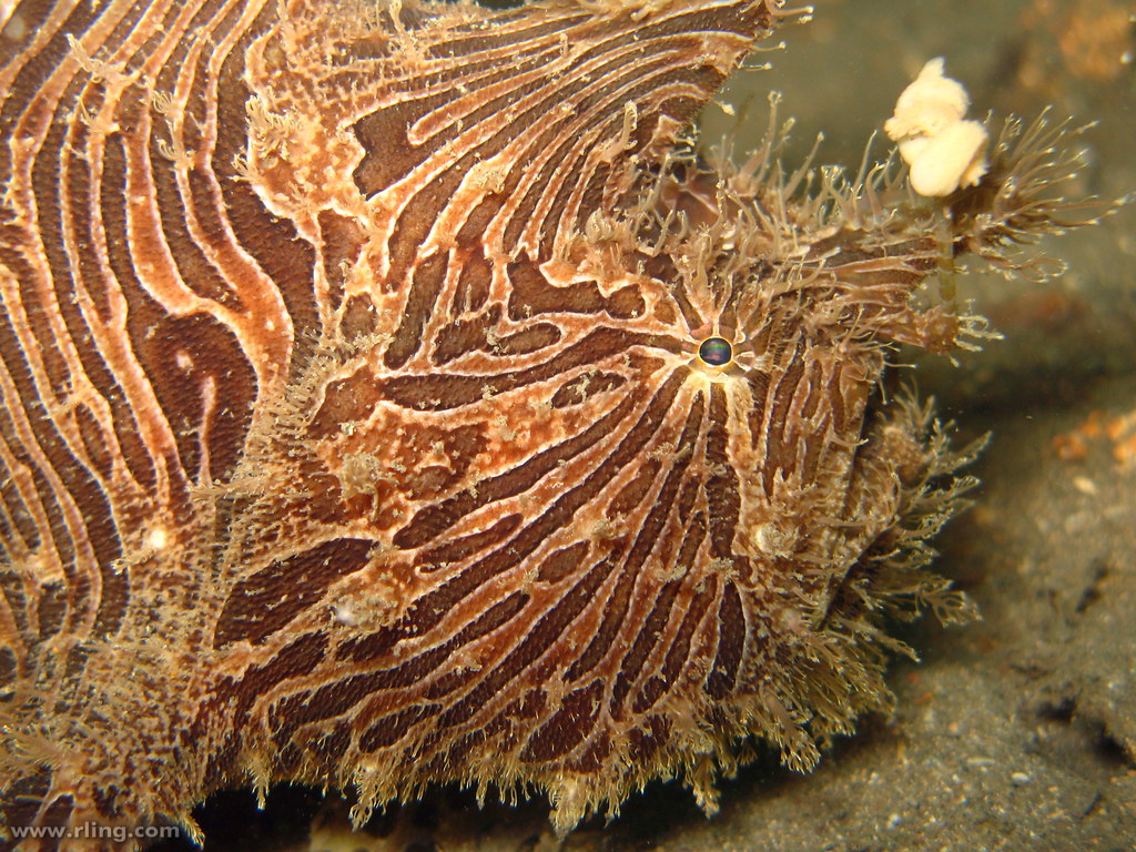 Striped Anglerfish Profile of a Striped Anglerfish (Antenn… Flickr