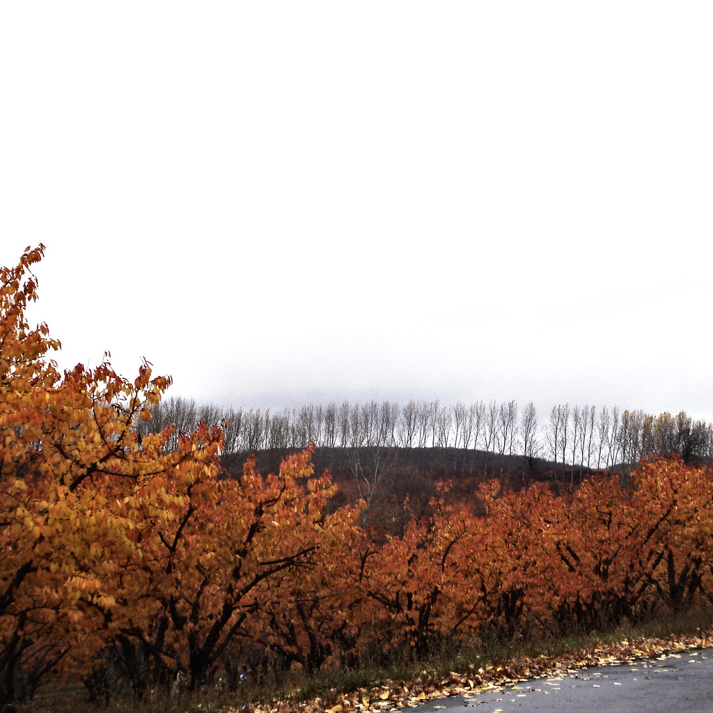 Fall Cherry Orchard II Maples and oaks get all the press, … Flickr