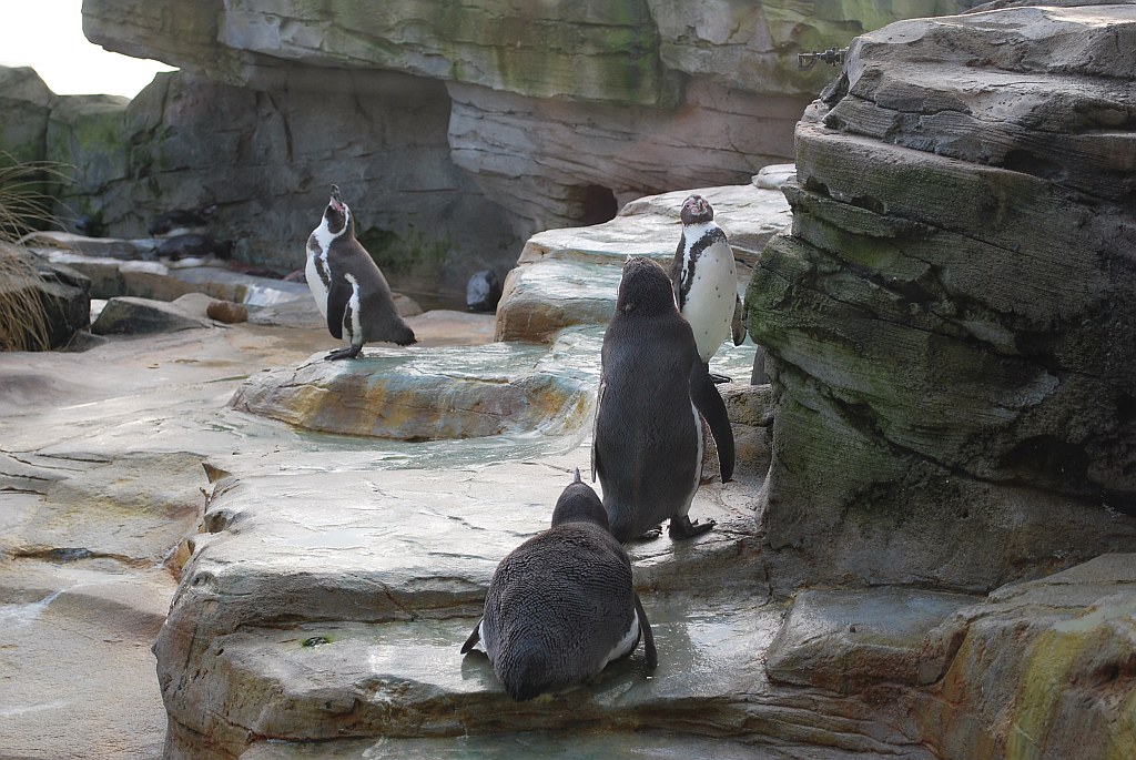 N018 "Zoo am Meer" Bremerhaven myndson Flickr
