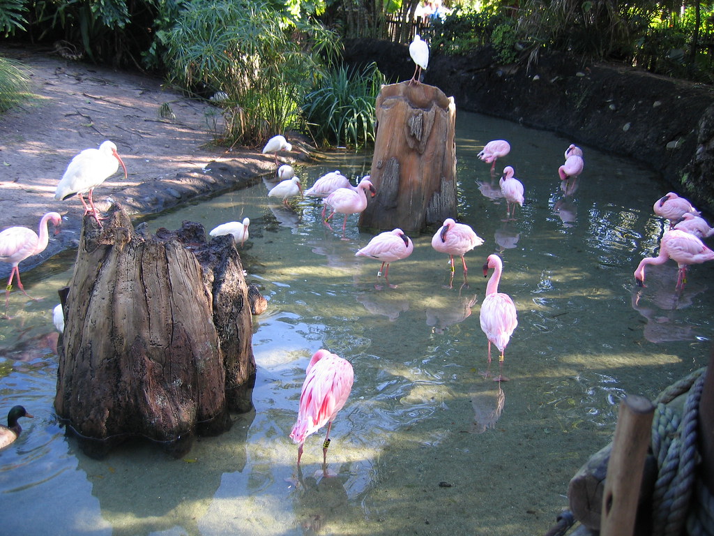 Flamingos Discovery Island Animal Kingdom Walt Disney Wo… Flickr