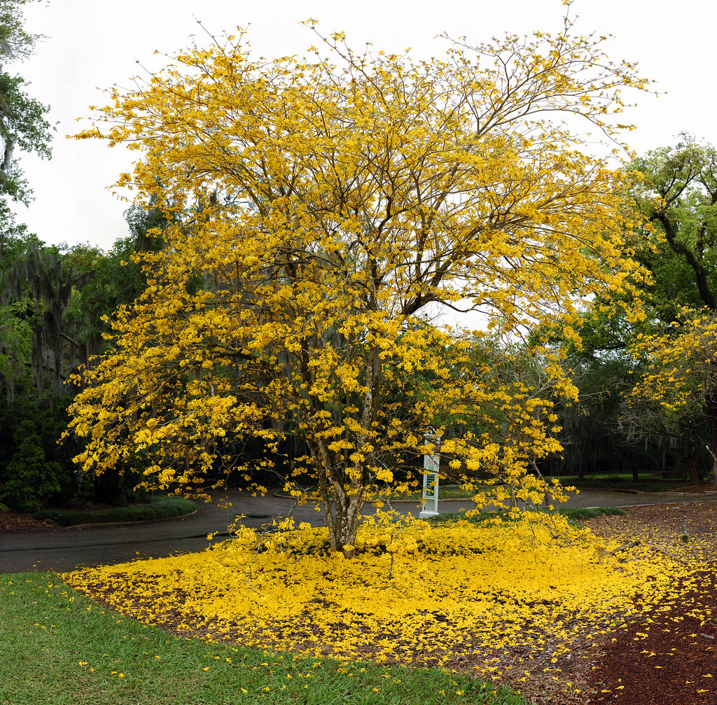 Yellow Trumpet Tree Photographed at Orlando's Leu Gardens,… Flickr