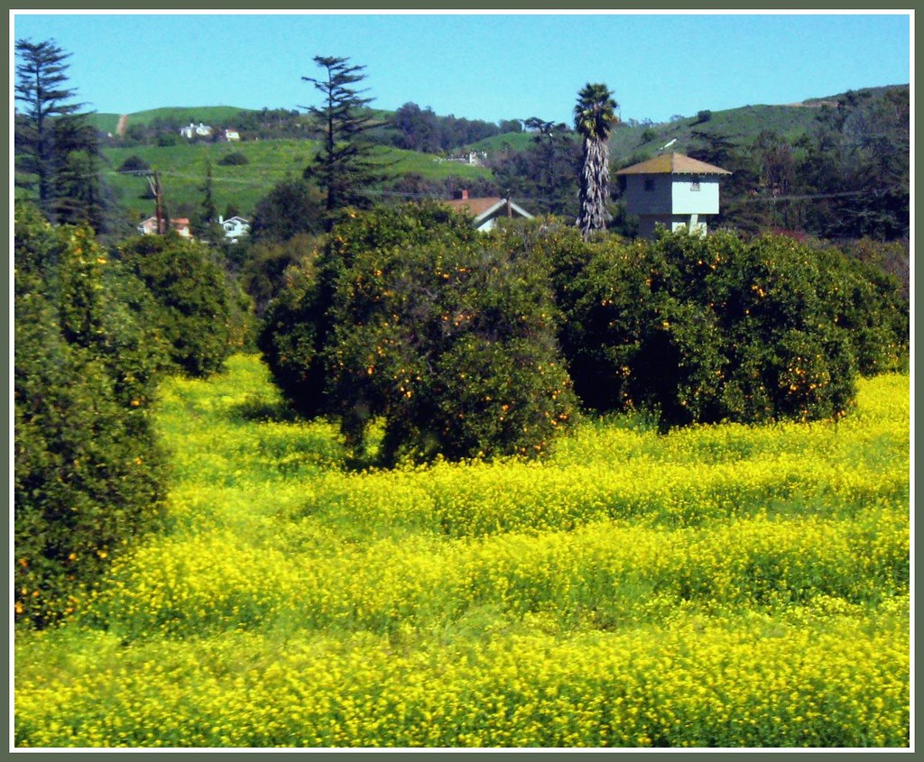 Yellow Fields in Orange County, California a photo on Flickriver