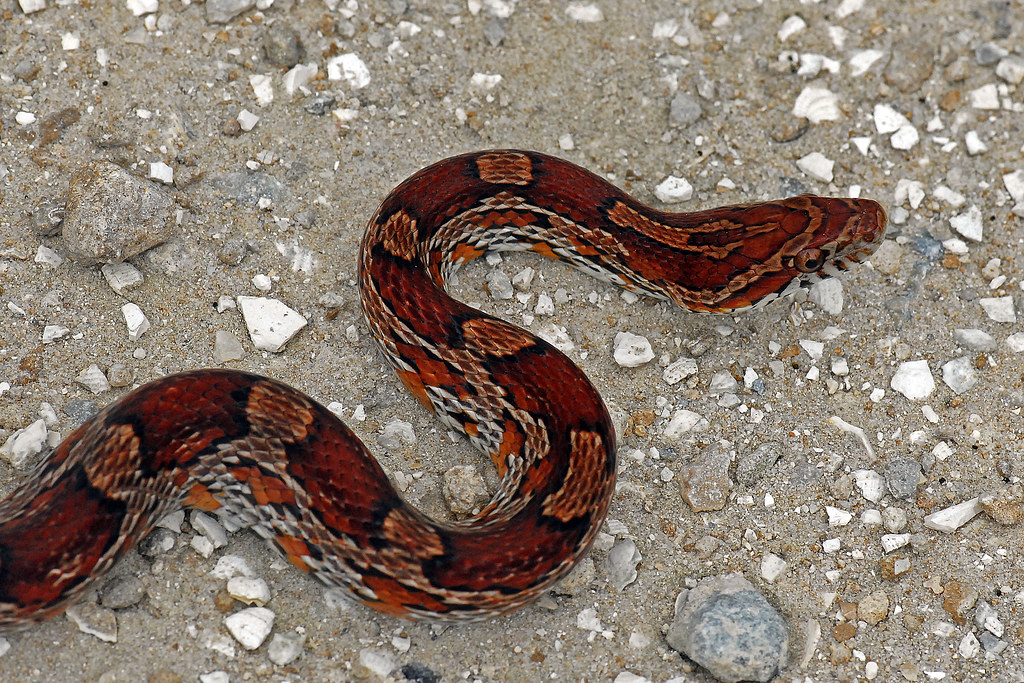 Corn Snake (Elaphe guttata) Corn Snake (Elaphe guttata). T… Flickr