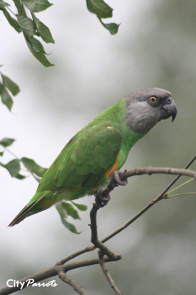 Senegal Parrot (Poicephalus senegalus) Learn about parrots… Flickr