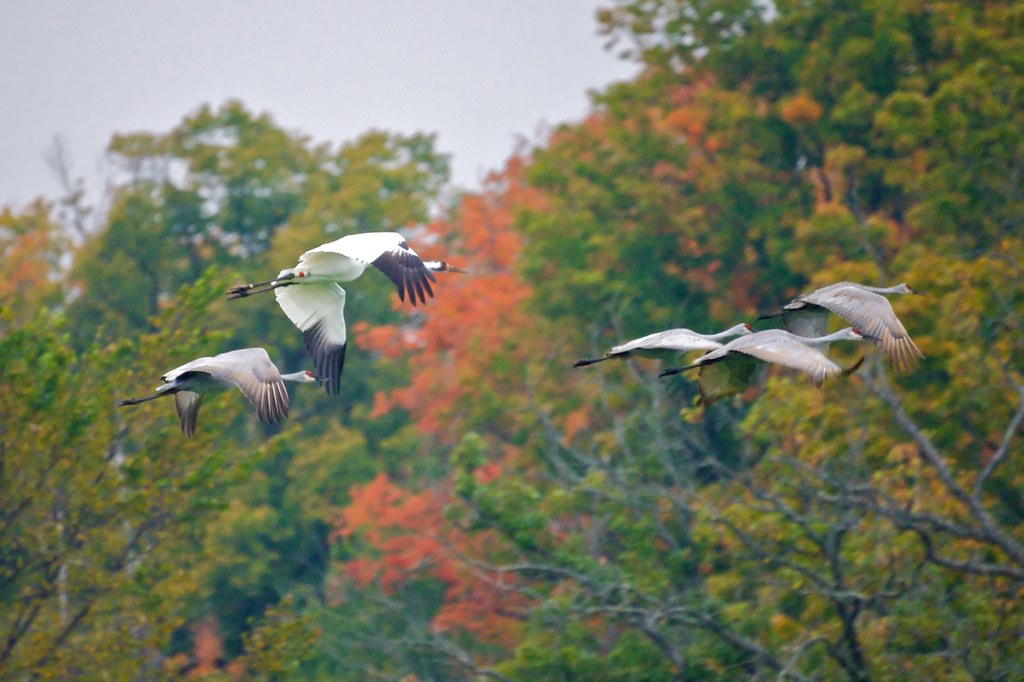 Whooping crane Whooping crane seen in the wild near the Wi… Flickr
