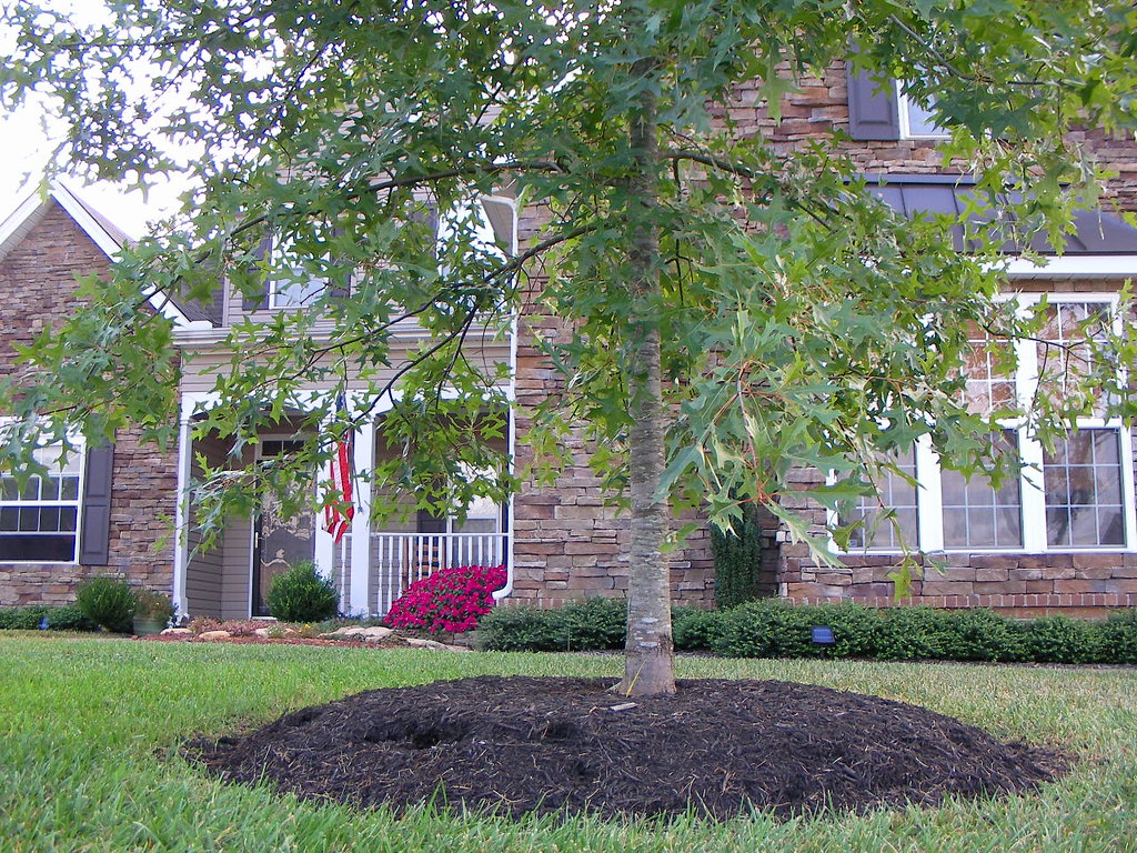 pin oak Another look at one of the pin oaks in the front y… Flickr