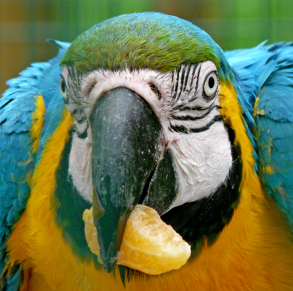 Cromer Zoo Cromer Zoo, Norfolk, UK August 2008 Elly Reynolds Flickr