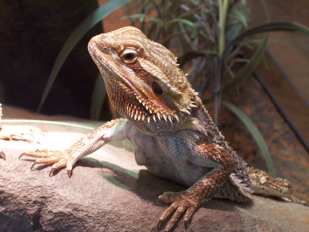 Bearded Dragons Bearded Dragons Reed Zoo Park Tucson Arizona