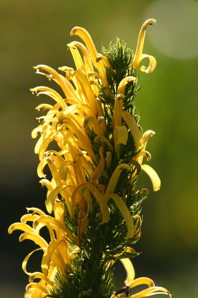 Unusual Yellow Flower Los Angeles Zoo and Botanical Garden… Flickr