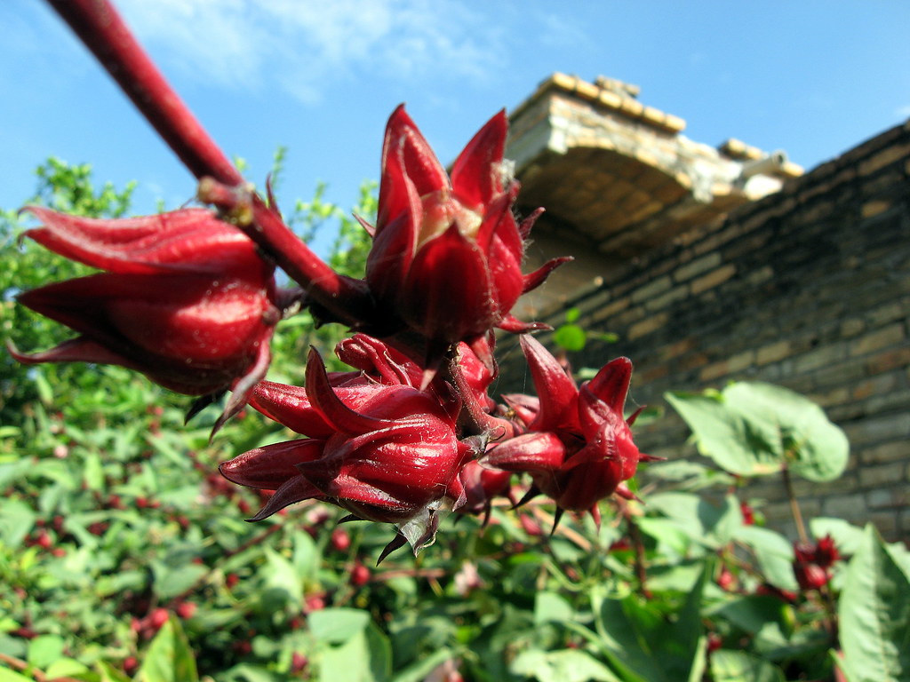Flor de jamaica Jaec Flickr