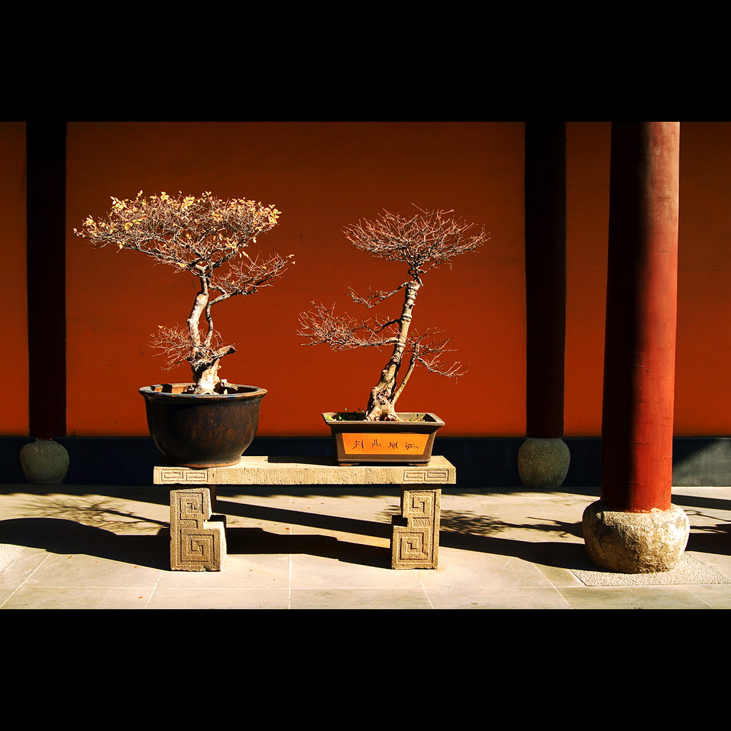 Bonsai Art Flickr