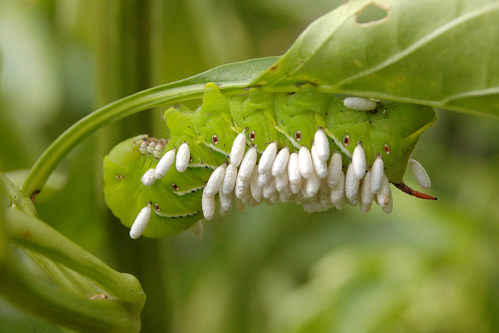 parasitic wasp eggs on tomato hornworm edible earthscape… Flickr