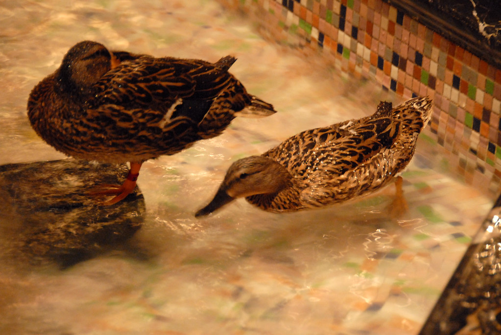 Peabody ducks jonfholl Flickr