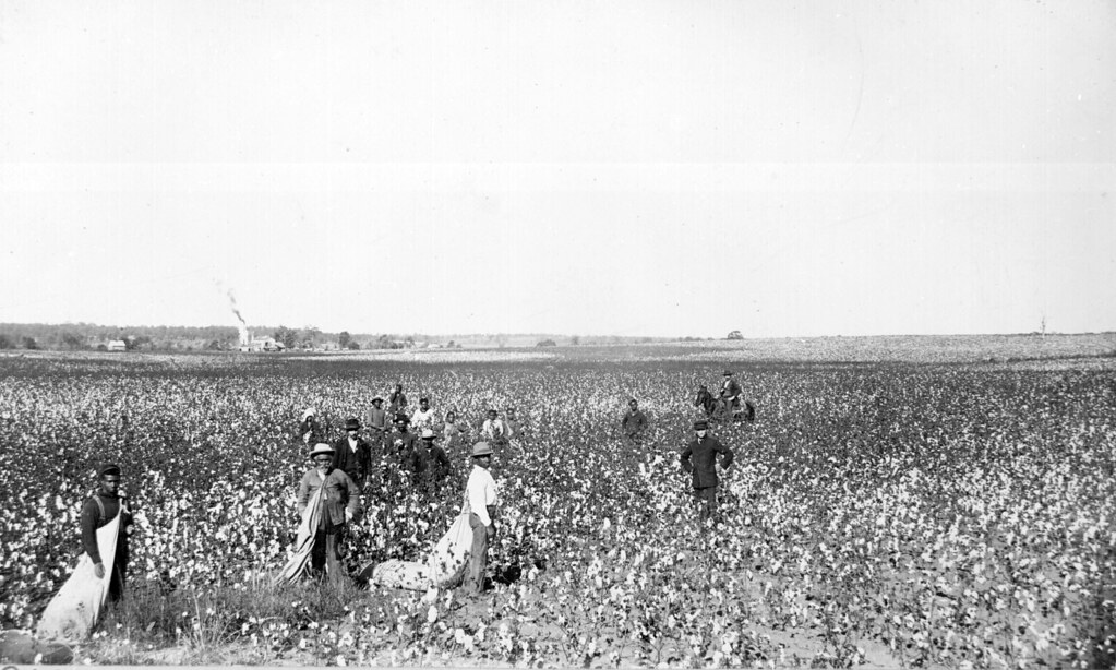 Oklahoma Cotton Field "Oklahoma Cotton Field." Overseer an… Flickr