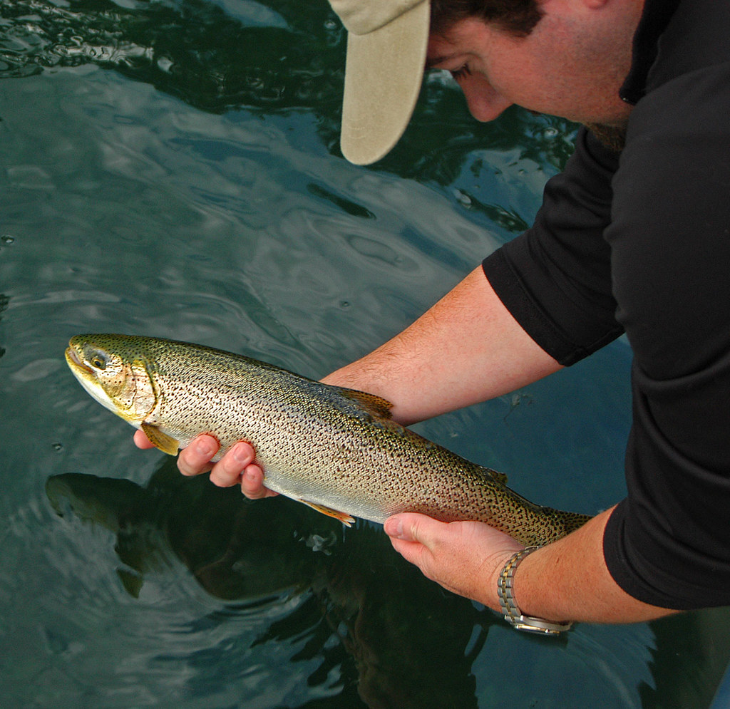 Sea Run Cutthroat Puget Sound SeaRunCutthroat. View On G… Flickr