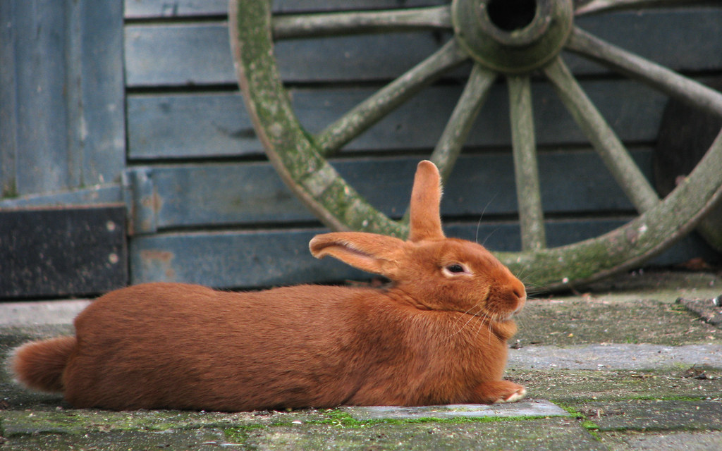 Lapin roux Petit lapin roux fait la sieste Charlotte