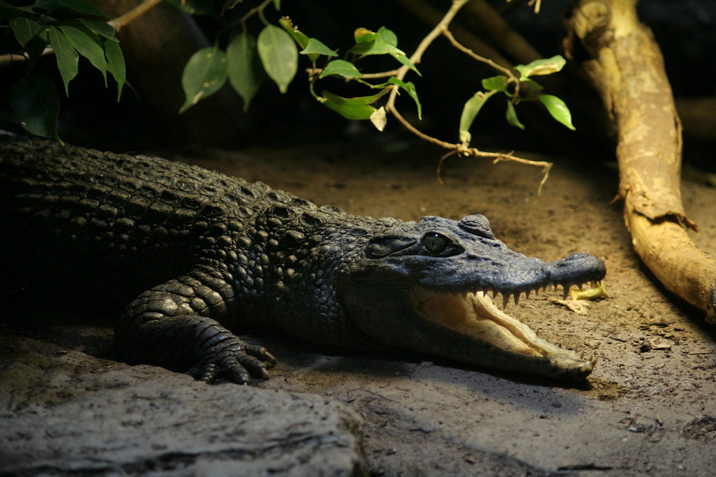 Reptile House London Zoo 3 afcone Flickr