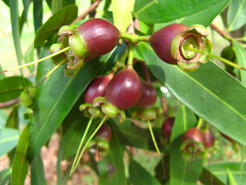 Jambo Rose Apple fecunded flowers(Syzygium jambos) parqu… Flickr