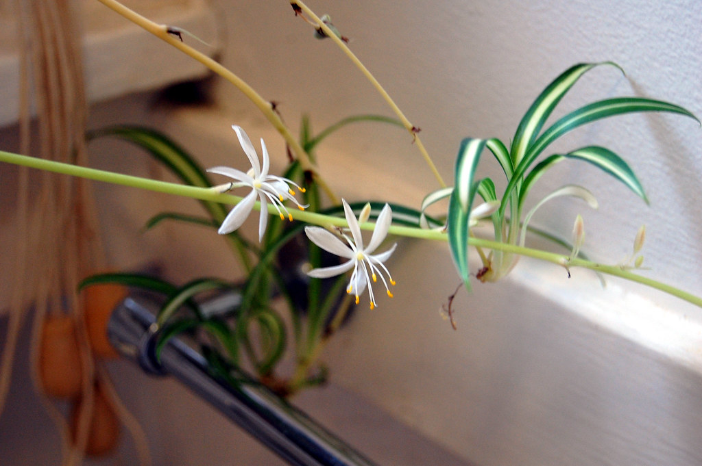 Spider Plant Flowers Our spider plant in the bathroom has … Flickr