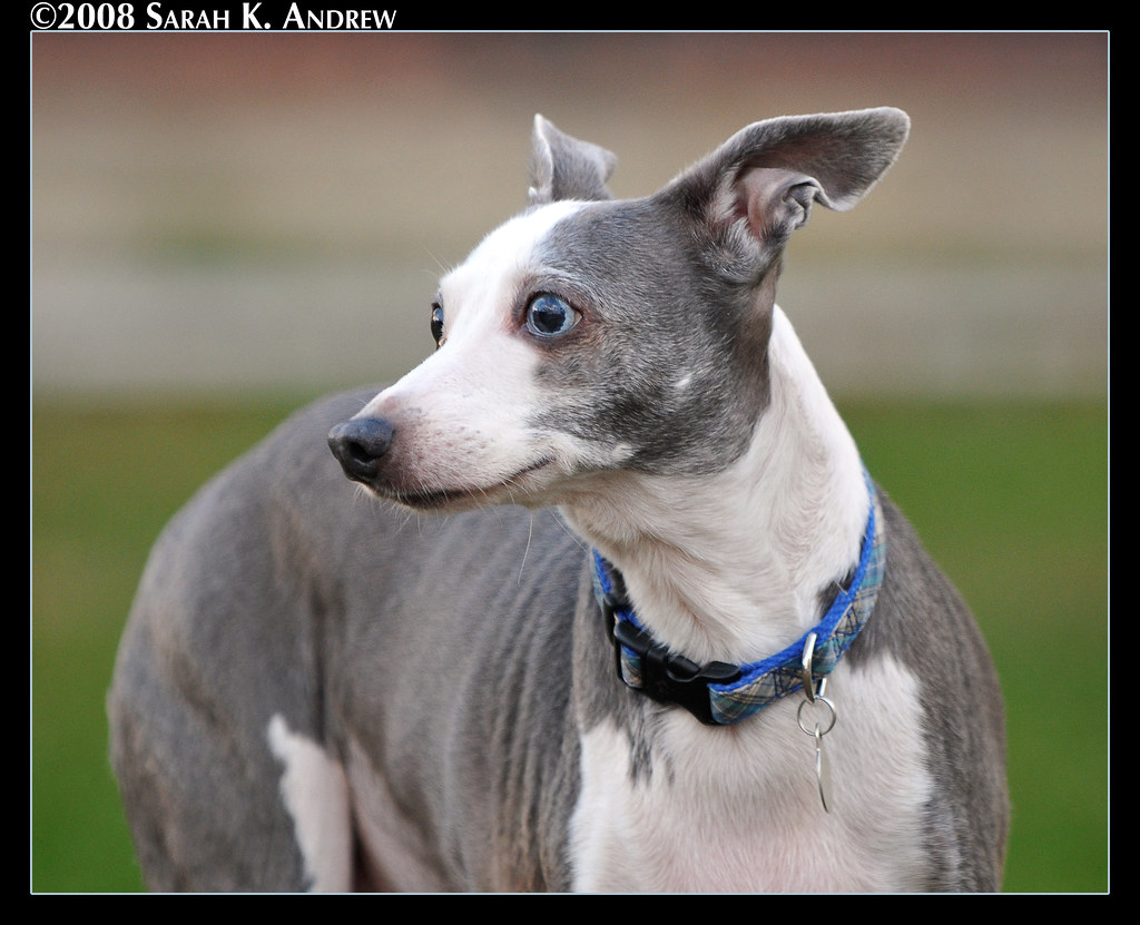 Bowie, the Italian Greyhound with one blue eye She is 14 y… Flickr