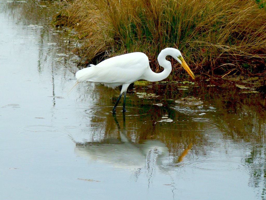 chincoteague egret 107 eric lynch Flickr